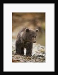 Brown Bear Cub at Kinak Bay in Katmai National Park by Anonymous