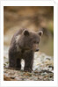 Brown Bear Cub at Kinak Bay in Katmai National Park by Anonymous