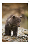 Brown Bear Cub at Kinak Bay in Katmai National Park by Anonymous