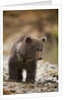 Brown Bear Cub at Kinak Bay in Katmai National Park by Anonymous
