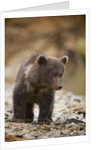 Brown Bear Cub at Kinak Bay in Katmai National Park by Anonymous