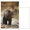Brown Bear Cub at Kinak Bay in Katmai National Park by Anonymous