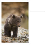Brown Bear Cub at Kinak Bay in Katmai National Park by Anonymous