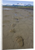 Brown Bear Tracks at Hallo Bay in Katmai National Park by Anonymous