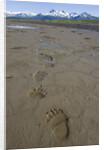 Brown Bear Tracks at Hallo Bay in Katmai National Park by Anonymous