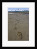 Brown Bear Tracks at Hallo Bay in Katmai National Park by Anonymous