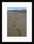 Brown Bear Tracks at Hallo Bay in Katmai National Park by Anonymous