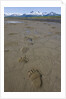 Brown Bear Tracks at Hallo Bay in Katmai National Park by Anonymous