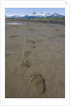 Brown Bear Tracks at Hallo Bay in Katmai National Park by Anonymous