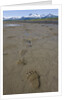 Brown Bear Tracks at Hallo Bay in Katmai National Park by Anonymous