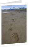 Brown Bear Tracks at Hallo Bay in Katmai National Park by Anonymous