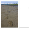 Brown Bear Tracks at Hallo Bay in Katmai National Park by Anonymous
