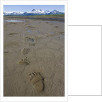 Brown Bear Tracks at Hallo Bay in Katmai National Park by Anonymous