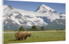 Grizzly Bear Eating Sedge Grass in Meadow at Hallo Bay by Anonymous