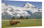 Grizzly Bear Eating Sedge Grass in Meadow at Hallo Bay by Anonymous