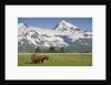 Grizzly Bear Eating Sedge Grass in Meadow at Hallo Bay by Anonymous