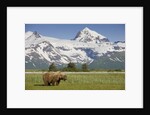 Grizzly Bear Eating Sedge Grass in Meadow at Hallo Bay by Anonymous