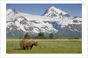 Grizzly Bear Eating Sedge Grass in Meadow at Hallo Bay by Anonymous