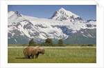 Grizzly Bear Eating Sedge Grass in Meadow at Hallo Bay by Anonymous