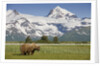 Grizzly Bear Eating Sedge Grass in Meadow at Hallo Bay by Anonymous