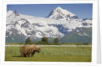 Grizzly Bear Eating Sedge Grass in Meadow at Hallo Bay by Anonymous
