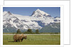 Grizzly Bear Eating Sedge Grass in Meadow at Hallo Bay by Anonymous