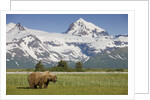 Grizzly Bear Eating Sedge Grass in Meadow at Hallo Bay by Anonymous