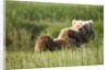 Grizzly Bear Resting on Back in Meadow at Hallo Bay by Anonymous