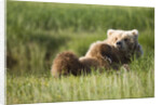 Grizzly Bear Resting on Back in Meadow at Hallo Bay by Anonymous
