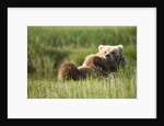 Grizzly Bear Resting on Back in Meadow at Hallo Bay by Anonymous
