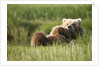 Grizzly Bear Resting on Back in Meadow at Hallo Bay by Anonymous