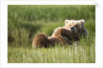Grizzly Bear Resting on Back in Meadow at Hallo Bay by Anonymous