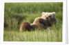 Grizzly Bear Resting on Back in Meadow at Hallo Bay by Anonymous