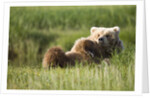 Grizzly Bear Resting on Back in Meadow at Hallo Bay by Anonymous