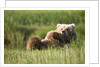Grizzly Bear Resting on Back in Meadow at Hallo Bay by Anonymous