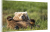 Grizzly Bear Resting on Back in Meadow at Hallo Bay by Anonymous