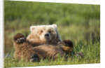 Grizzly Bear Resting on Back in Meadow at Hallo Bay by Anonymous