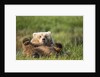 Grizzly Bear Resting on Back in Meadow at Hallo Bay by Anonymous
