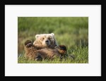 Grizzly Bear Resting on Back in Meadow at Hallo Bay by Anonymous