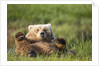 Grizzly Bear Resting on Back in Meadow at Hallo Bay by Anonymous