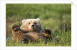 Grizzly Bear Resting on Back in Meadow at Hallo Bay by Anonymous