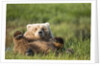 Grizzly Bear Resting on Back in Meadow at Hallo Bay by Anonymous