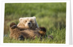 Grizzly Bear Resting on Back in Meadow at Hallo Bay by Anonymous