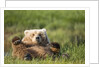 Grizzly Bear Resting on Back in Meadow at Hallo Bay by Anonymous