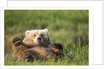 Grizzly Bear Resting on Back in Meadow at Hallo Bay by Anonymous