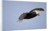 Tufted Puffin in Flight in Katmai National Park by Anonymous