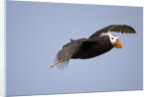 Tufted Puffin in Flight in Katmai National Park by Anonymous