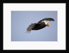 Tufted Puffin in Flight in Katmai National Park by Anonymous
