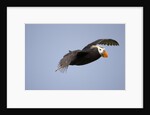 Tufted Puffin in Flight in Katmai National Park by Anonymous