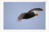 Tufted Puffin in Flight in Katmai National Park by Anonymous